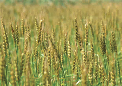 應(yīng)用領(lǐng)域-2 小麥.jpg 應(yīng)用領(lǐng)域-2 小麥.jpg