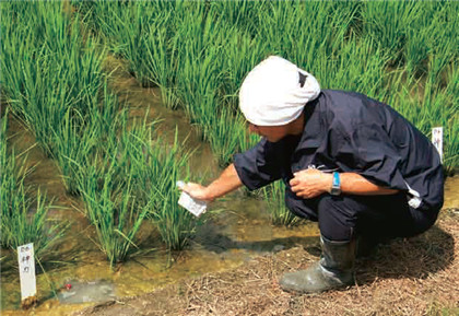 應(yīng)用領(lǐng)域-3 水稻.jpg 應(yīng)用領(lǐng)域-3 水稻.jpg