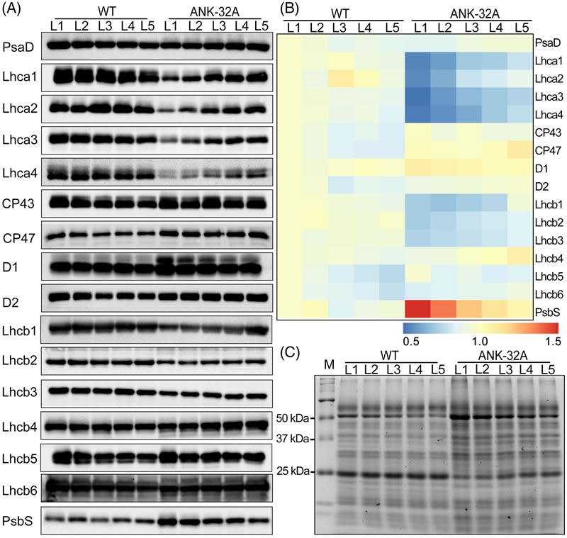 圖250828PJ-3.jpg 圖250828PJ-3.jpg